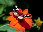 Butterfly on Aster Flower