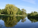 Trees Reflecting In The Lake