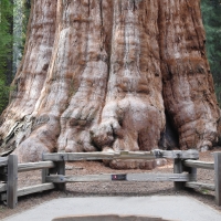 General Sherman Giant Sequoia Tree