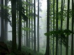 Rain in the Forest