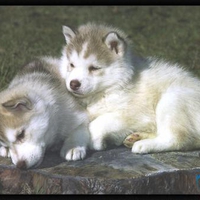 Husky Puppies