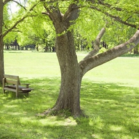 Bench under the tree