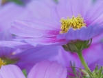 Close-up of a Cosmos Flower
