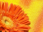 Colorful Gerbera