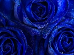 Blue roses background