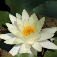 Water lily