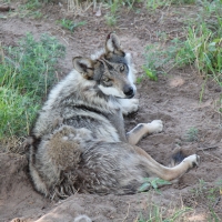 Mexican Wolf
