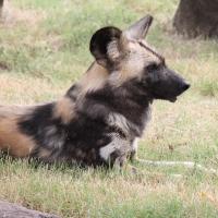African wild dog
