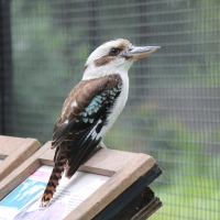 Kookaburra