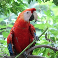 Macaw
