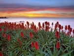 Sunset with flowers at the seaside