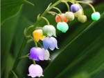 Pastel Lily Of The Valley