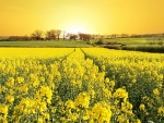Peaceful Yellow Flower Field