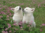 Two Wolf Cubs