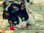 Green Eyes Kitten