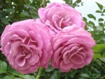 Large Pink Roses