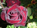 Black Baccara Rose