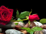 Roses and stones