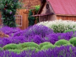 Lavender Houses