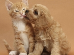 Puppy Licking a Kitten