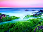 Green Seashore at Dawn