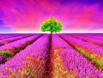 Colorful Lavender Field