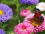 Butterfly on Aster Flowers