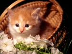 Cat With Basket Of Flowers