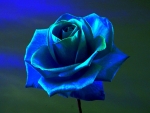 3d blue rose
