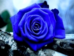 pretty blue rose