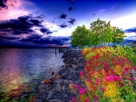 Colorful Flowers on Seashore