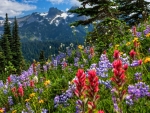 Mountain flowers