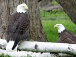 Bald  Eagles