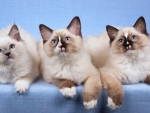 Three Rag-doll Kittens
