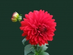 Red Dahlia Blossom