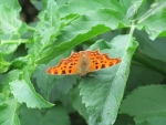 Comma Butterfly