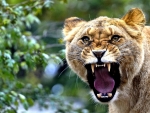 Lioness Roaring