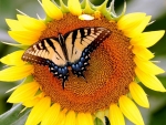 Butterfly on Sunflower