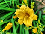 Yellow Lilies
