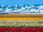 Field of flowers near the snowy mountains