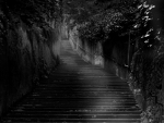 dark path