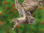 flying owl
