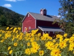 barn surrounded by flowers