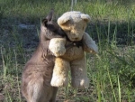 Orphaned wallaby has his own teddy bear to hug.