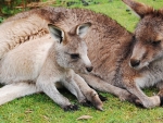 Mother Wallaby and baby in pouch