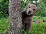 Friendly Bear Cub