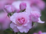 Romantic Roses