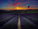 Sunset on the lavander
