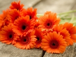 pretty orange flowers