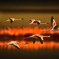 Greater flamingos flying at sunset